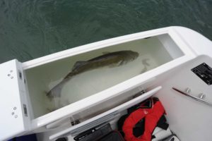 OCQUETEAU OSTREA 700